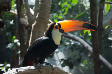 Toucan ombre et soleil