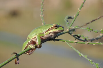 Beautiful Europaean Tree frog Hyla arborea 