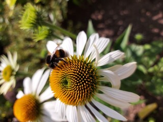 bee on a flower,
White coneflower with honeybee

