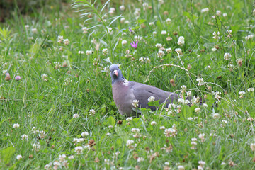 wild pigeon surprised by the appearance of the photographer
