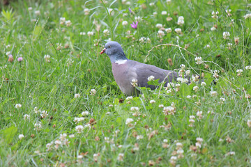 wild pigeon in a forest glade