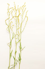 Floral colorful yellow wildflowers pattern