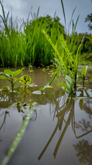 green grass in the water