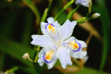 Fototapeta premium シャガ