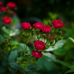 red roses in the garden
