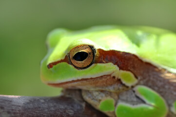 Beautiful Europaean Tree frog Hyla arborea 