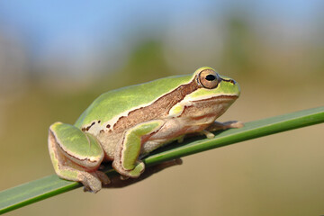 Beautiful Europaean Tree frog Hyla arborea 