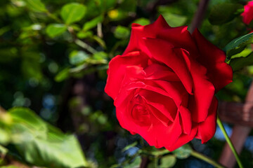 A large red rose grows on a bush, among light green leaves, a beautiful background. Nature outdoors macro summer photo