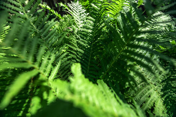 Fern in the forest as a background. Flower plants outdoors. Beautiful green color.