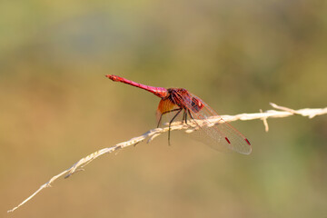 Macro shots, Beautiful nature scene dragonfly.   