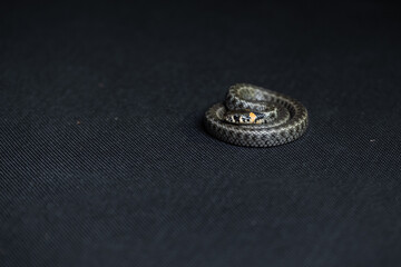 Photo of a snake in the studio on a black background