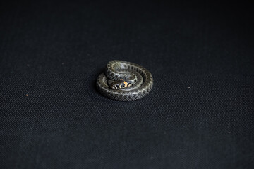Photo of a snake in the studio on a black background