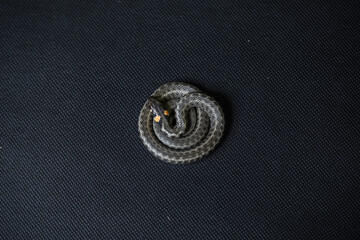 Fototapeta na wymiar Photo of a snake in the studio on a black background