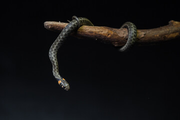 Photo of a snake in the studio on a black background
