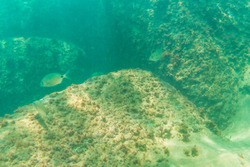 Diving in a beautiful seabed in the town of Zarautz very close to San Sebastián, Gipuzkoa. Basque Country. A few fish swimming on the seabed