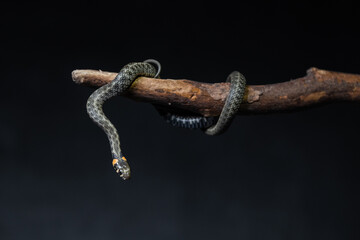 Photo of a snake in the studio on a black background