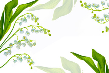 Lily of the valley flower on white background