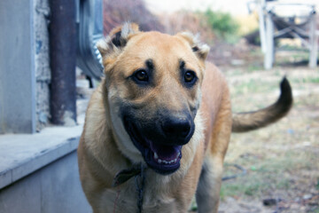 small puppy dog armenian wolfhound
