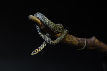 Photo of a snake in the studio on a black background