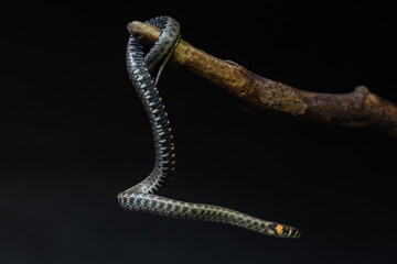 Photo of a snake in the studio on a black background