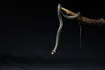 Photo of a snake in the studio on a black background