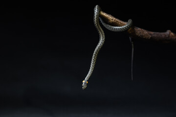 Photo of a snake in the studio on a black background