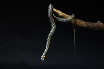 Photo of a snake in the studio on a black background