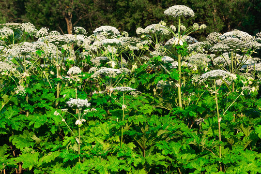 poisonous blooming giant weed hogweed