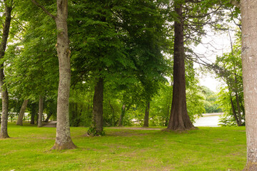Fototapeta na wymiar Beautiful preserved wild forest park in Normandy. Green foliage. Luxurious peaceful nature. Gorgeous landscape.
