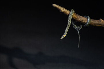 Photo of a snake in the studio on a black background