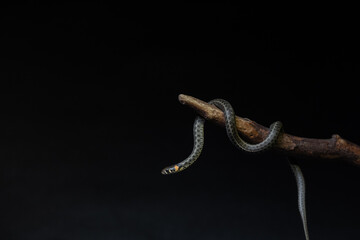 Photo of a snake in the studio on a black background