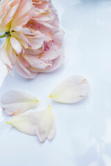 Obraz na płótnie Canvas white and pink rose on white background