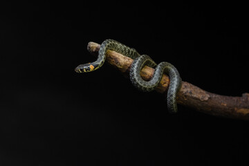 Photo of a snake in the studio on a black background
