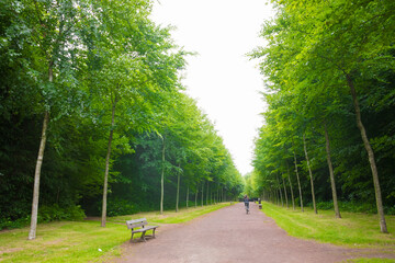 Beautiful park or forest path during the spring season. Green foliage. Luxurious peaceful nature. Symmetrical landscape.