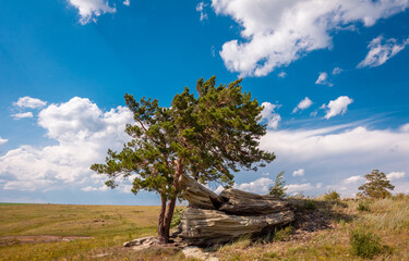 Fototapeta na wymiar Steppen landscape of Karagai Natural Park, South Ural, Orenburg region, Russia