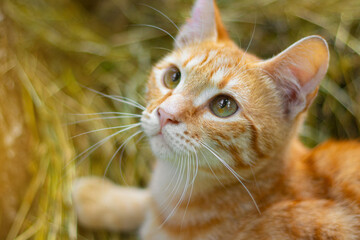 Cute red cat looks into the frame . Pet. Cat on the background of grass. Cat's green eyes . Cat close-up.