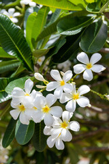 white and yellow frangipani flowers with leaves in background