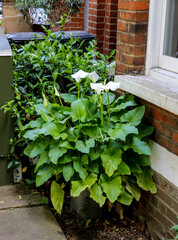 Large white Calla lilies flowers, Zantedeschia aethiopica, surrounded by lush green leaves in a silver plant pot under a window ledge in a garden in London..
