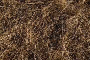Dry herbs texture in the field on a summer day