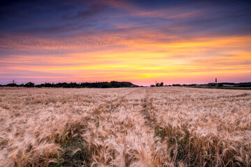 Plakat cereal field at sunset in summer