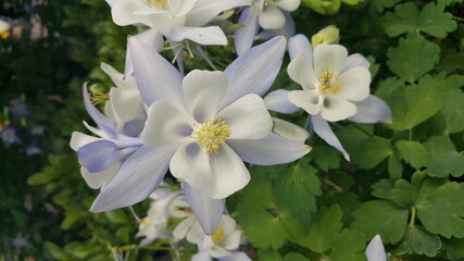 white and yellow flowers
