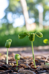 The tree sprouts and grows after natural rain.
