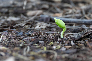 The tree sprouts and grows after natural rain.