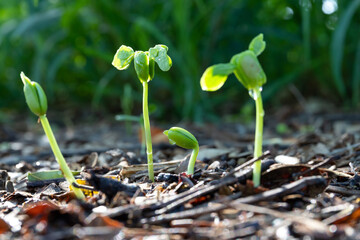 The tree sprouts and grows after natural rain.