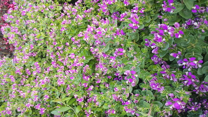 field of flowers