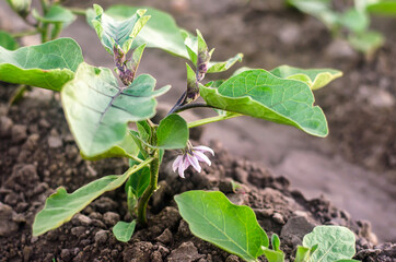 Young seedlings of eggplant plants on farm field plantation. Solanum melongena L. Agroindustry and...