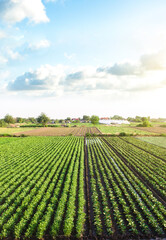 Fototapeta na wymiar Plantation landscape of green potato bushes. Agroindustry and agribusiness. European organic farming. Growing food on the farm. Growing care and harvesting. Beautiful countryside farmland. Aerial view