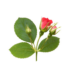 Sprig of flowering rose with buds and glossy leaves isolated on white background