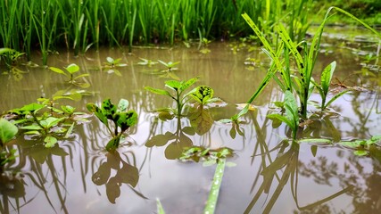 green grass in a pond