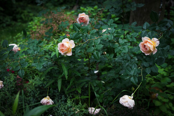 rose flowers in the garden
